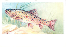 Animaux - Poissons - Salmo Trutta Morpha Fario - Truite Fario - Art Peinture - Illustration - Carte Neuve - CPM - Voir S - Pesci E Crostacei