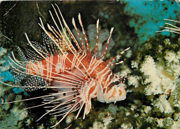 Animaux - Poissons - Winged Firefish (Rerois Volitans) - Commonly Found Amidst The Coral Banks Surrounding The Seychelle - Pesci E Crostacei