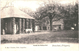 CPA Carte Postale Belgique Brasschaet Polygone Ferme Du Bellen-Hof 1903 VM78847ok - Brasschaat