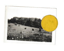 USA - Etats-Unis  - Photo ( +/- 6 X 9 Cm ) Bisons - Custer Park En 1930 (BB) - Amerika