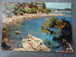 BOUQUETS DE PINS - Arbres