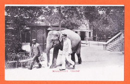 23833 / ELEPHANT Inde 1900s à COURTY Chez COMBES Rue Peyre St André De Sangonis / STAERCK  - India