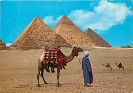 Egypte - Gizeh - Giza - Pyramids - Les Pyramides - Chamelier - Chameaux - Voir Timbre - CPM - Voir Scans Recto-Verso - Gizeh