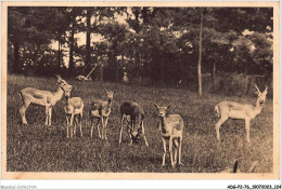 ADGP2-76-0138 - Parc Zoologique De CLERES - Antilopes Cervicapres  - Clères