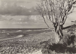 125929 - Graal-Müritz - Strand Bei Stolper Ort - Graal-Müritz