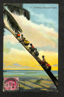 SRI-LANKA - Climbing Cocoanut Palm. - 1910 - Sri Lanka (Ceylon)