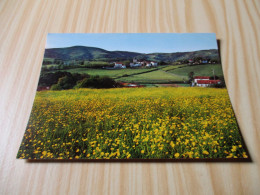 Champs De Boutons D'or Et Vue Générale Sur Sare (64). - Sare