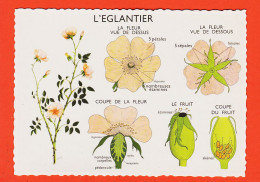 16961 / L'EGLANTIER Carte Didactique Les Végétaux Leçons De Choses N°18 ROSSIGNOL Collection Comptoir De Famille 1960s - Árboles
