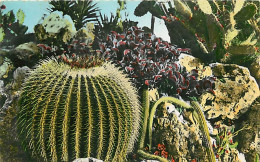 Fleurs - Plantes - Cactus - Principauté De Monaco - Le Jardin Exotique - Cereus Serpen - Tinus - CPM - Voir Scans Recto- - Cactus