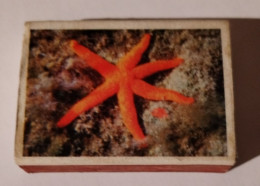 Sea Star,Romania,matchbox - Matchboxes