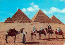 Egypte - Gizeh - Giza - Pyramids - Les Pyramides - Chamelier - Chameaux - Voir Timbre - CPM - Voir Scans Recto-Verso - Gizeh