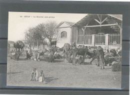 ALGÉRIE - SETIF - LE MARCHÉ AUX GRAINS - Setif