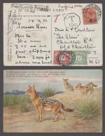 SOUTH AFRICA. 1922 (18 Sept). Touws River - UK / Old Charlton / Surrey. Fkd 1d Card Taxed Several Aux Cachets 2x GP Pdue - Altri & Non Classificati