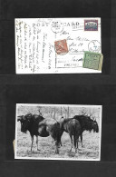 SOUTH AFRICA. 1950 (21 Dec) Pretonia - Sweden, Gallersta. Fkd Ppc + Taxed + Arrival Postage Due + Label, Tied Cds + Aux  - Other & Unclassified