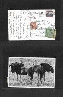 SOUTH AFRICA. 1950 (21 Dec) Pretonia - Sweden, Gallersta. Fkd Ppc + Taxed + Arrival Postage Due + Label, Tied Cds + Aux  - Sonstige & Ohne Zuordnung