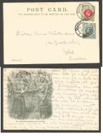 SOUTH AFRICA. 1910 (24 Jan). Natal. Durban - Sweden, Ystad. Fkd Zulu Ladies PPC Cds Dest. - Altri & Non Classificati