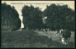 A69  FRANCE CPA NORMANVILLE - TROUPEAUX AU PATURAGE PRES DE LA ROUTE DE SORQUAINVILLE - Sammlungen & Sammellose