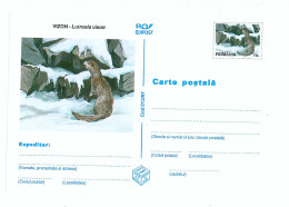 IP 97 - 13 Nurca, MINK, Valuable Fur Animals, Romania - Stationery - Unused - 1997 - Postal Stationery