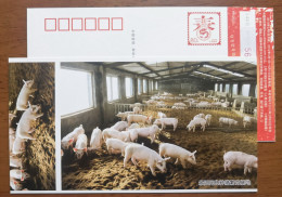 Pig Farm,China 2012 Yanggu County Jingyanggng Breeding Base For High-quality Pigs Advertising Pre-stamped Card - Ferme