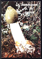 LES CHAMPIGNONS ÇA FAIT GROSSIR - Paddestoelen