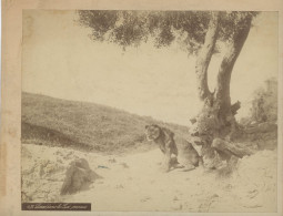 Photo Lionne Dans Le Sud Orannais, Tirage Albuminé 19ème Siècle, Format Photo 19/24 - Afrique