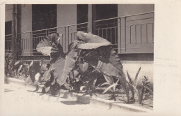 A Identifier Par Avion Brazzaville /Alger - Congo Belge