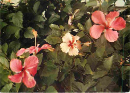 Antilles - Fleurs Des Antilles - Hibiscus - CPM - Voir Scans Recto-Verso - Andere & Zonder Classificatie