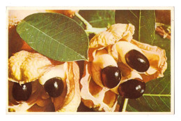 ACKEE PODS - NATIVE FRUIT OF JAMAICA - Jamaica