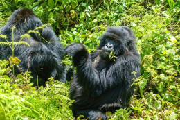 Rwanda - Volcanoes National Park - Gorilles - Parc Des Volcans - Zoo - CPM - Carte Neuve - Voir Scans Recto-Verso - Rwanda