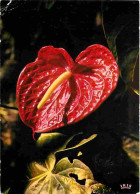 Antilles - Fleurs Des Antilles - Anthurium - CPM - Voir Scans Recto-Verso - Sonstige & Ohne Zuordnung