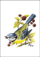 CM/MK Blanco** - Mésange Bleue / Pimpelmees / Blaumeise / Blue Tit / Cyanistes Caeruleus - BUZIN - 1985-.. Pájaros (Buzin)