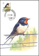 CM/MK° - Hirondelle De Cheminée / Boerenzwaluw / Rauchschwalbe / Swallow - BXL-BSL - 31-08-1992 - BUZIN - RRR - 1985-.. Oiseaux (Buzin)