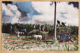 16154 / POINTE-à-PITRE PETIT-BOURG Récolte Canne à Sucre Guadeloupe La Palmeraie  LA ROSETTE 1953 CARABIN-FONTENILLE - Pointe A Pitre