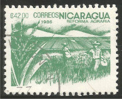 684 Nicaragua Riz Rice Paddy Arroz Reis Rijst Riso (NIC-477a) - Agricoltura