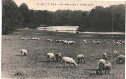 CPA Carte Postale Belgique Bruxelles Bois De La Cambre Vue Sur Le Lac Moutons  VM78898 - Forests, Parks