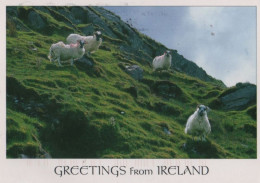 98510 - Irland - Sonstiges - Schafe - 2013 - Autres