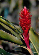 Antilles - Fleurs Des Antilles - Alpinia - CPM - Voir Scans Recto-Verso - Autres & Non Classés