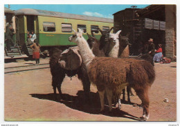 GF Pérou 001, Auquenidos Oriundos Del Peru - Peru