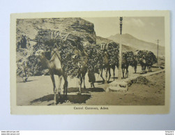 Yemen Camel Caravan Chameaux - Yémen