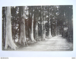 Japan The Cedar Avenue Of The Hakone Circa 1935 - Other & Unclassified