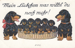 Dackel Teckel Bassotto Dachshund Dog W Puppies In Basket Old Postcard Signed P.O.Engelhard 1913 - Engelhard, P.O. (P.O.E.)