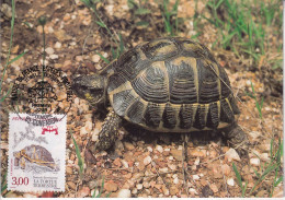 TORTUE TERRESTRE  Avec Son Timbre - Tortues