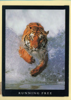 Animaux : Tigre (voir Scan Recto/verso) - Tigres