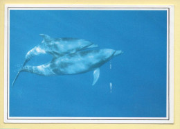 Animaux : Dauphins / 2 Dauphins / Pas De Deux (voir Scan Recto/verso) - Dolfijnen
