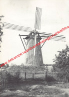 Scherpenbergmolen - Westmalle - Malle