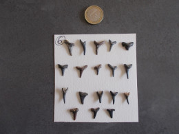 LOT DENTS DE REQUIN FOSSILES DE BELGIQUE. - Fossils