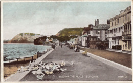 CI36. Vintage Postcard. Feeding The Gulls At Sidmouth, Devon - Altri & Non Classificati