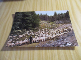 Retour De La Transhumance. - Crías