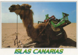 135190 - Kanarische Inseln - Spanien - Kamel - Autres & Non Classés