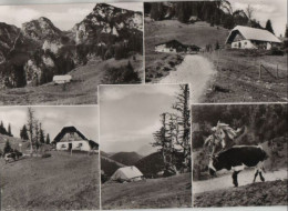 80239 - Hochfelln - Bründling-Alm - Ca. 1965 - Chiemgauer Alpen